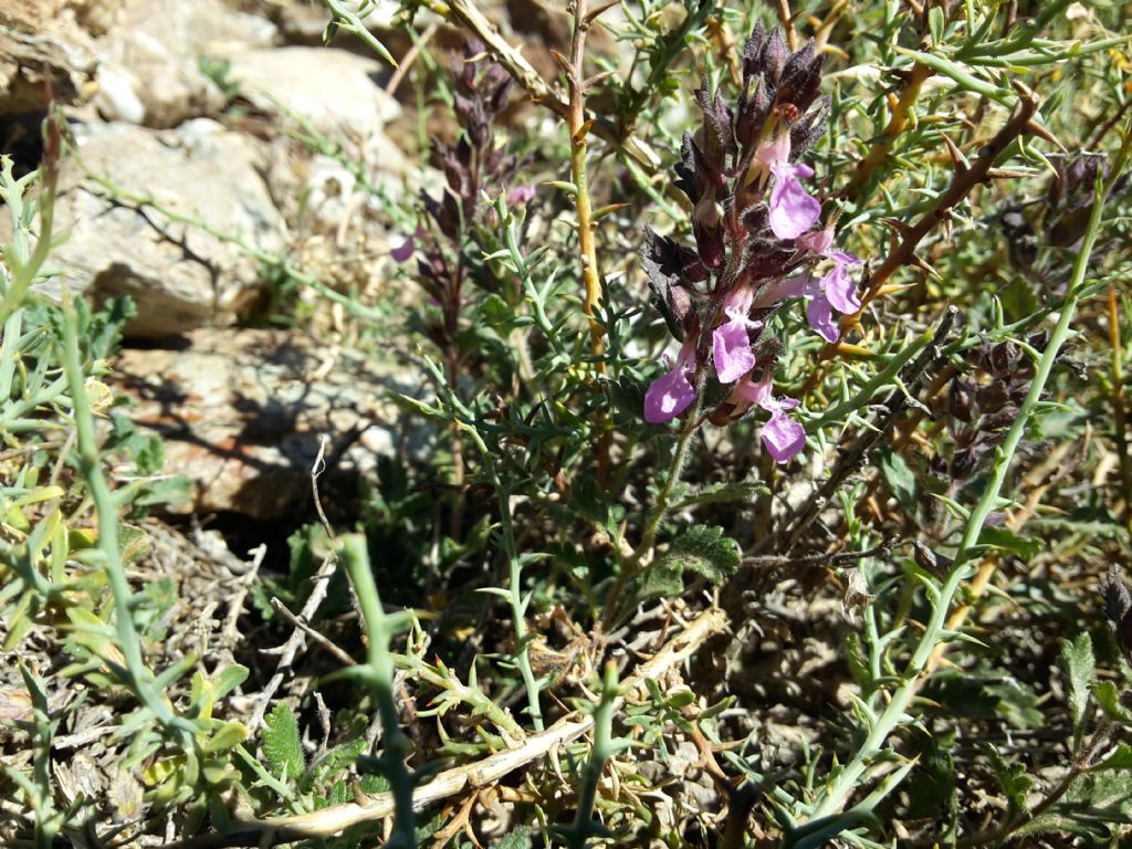 Sardegna:Teucrium chamaedrys